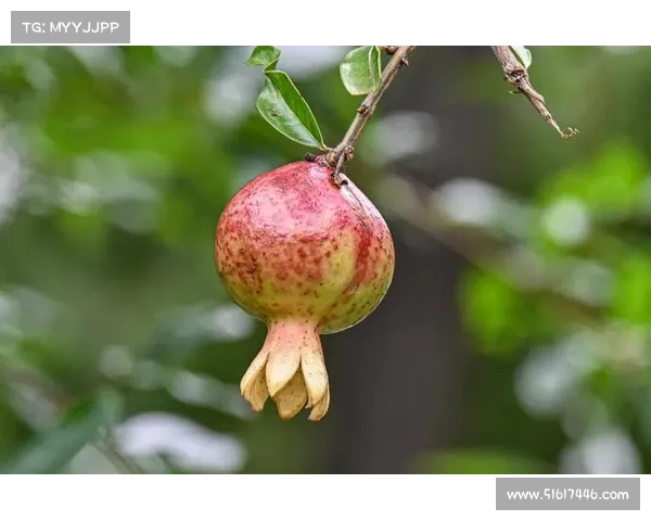 如何提高红石榴产量揭秘背后的种植技巧与养护秘诀 如何提高红石榴产量揭秘背后的种植技巧与养护秘诀